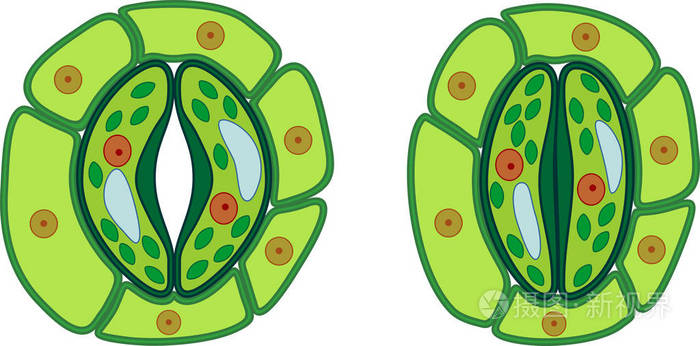 开放封闭气孔的气孔复合结构