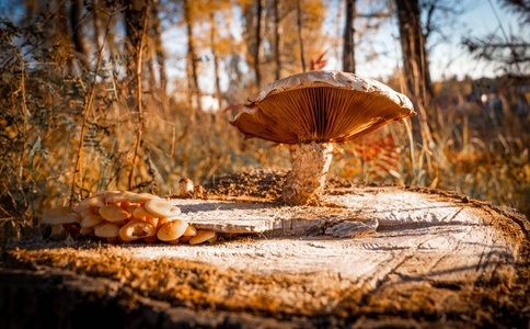 蘑菇生长在树桩上