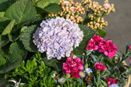 在5月的一个阳光明媚的日子里, 从德国南部历史名城的花园市场上的鲜花
