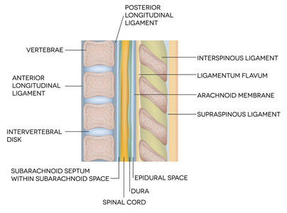 人类脊柱与描述图片