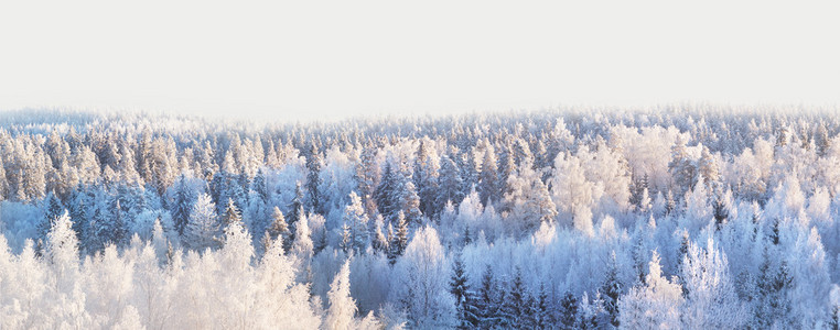 冬季森林全景