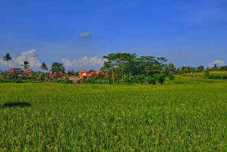 位于印尼巴厘岛乌布的绿色草地和水稻种植梯田的传统住宅。蓝天白云背景下的稻田美景