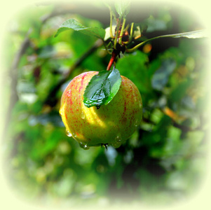 孤独的苹果。春天在果园里的苹果。水滴