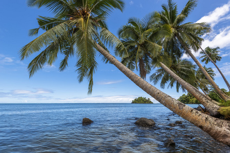 在热带海滩椰子树