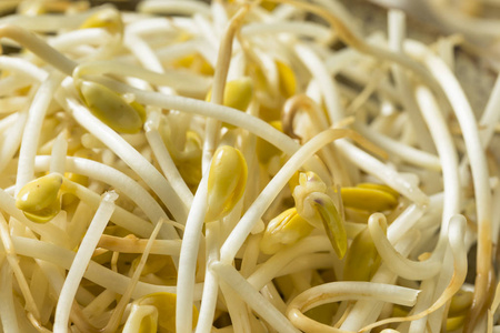 一碗绿豆一碗生有机黄豆芽照片