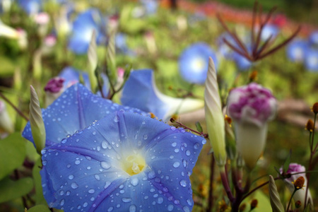 蓝色牵牛花花