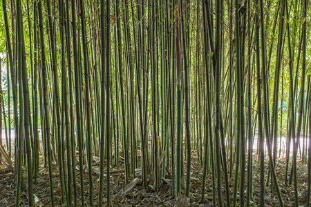 竹园。竹林自然绿色的背景。选择性聚焦