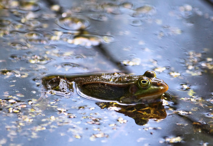 一只青蛙在池塘里