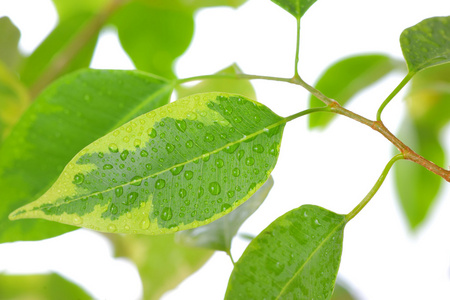 无花果叶榕榕树的叶子特写照片
