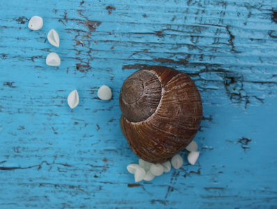 蜗牛蛋图片