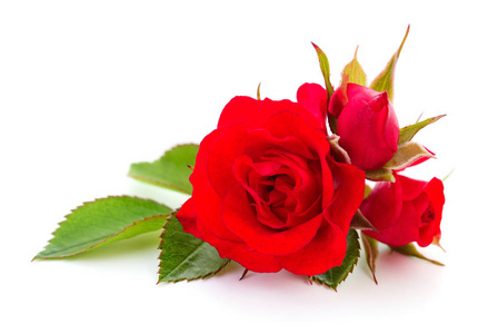 两个美丽的红玫瑰，在白色背景上