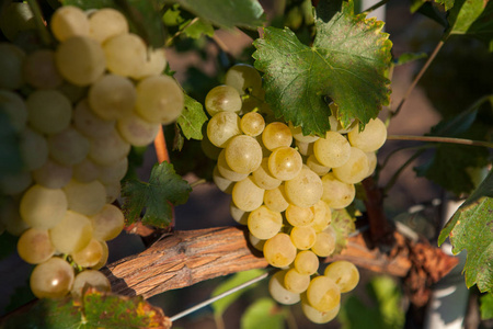 葡萄白葡萄酒的树枝和绿色的背景。葡萄园中的白葡萄