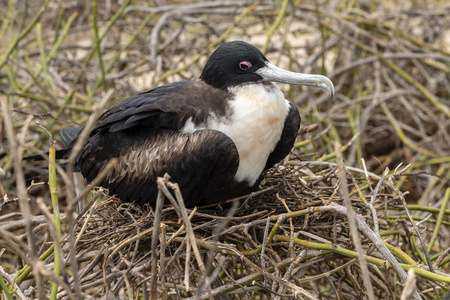 大 Frigatebird Fregata 未成年人 在加拉帕戈斯群岛, 厄瓜多尔