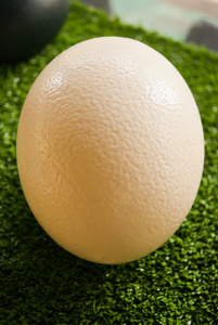 蛋和鸡卵白的桌子上鸵鸟蛋雏鸡鸵鸟-非洲巨型猎鸟2母鸡和公鸡的大蛋