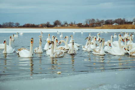 冬日湖上的天鹅很多