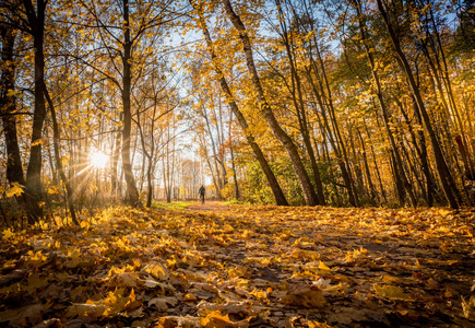 阳光透过树枝在美丽的秋季公园里闪耀
