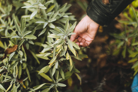 妇女收集鼠尾草在庭院