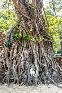 年, 泰国 Mahathat 寺, 大树根大佛雕像