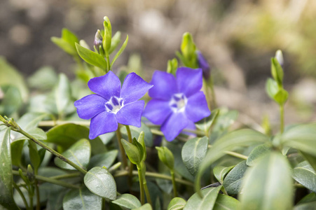 长春花小长春花花, 常见长春花开花, 观赏匍匐花和芽