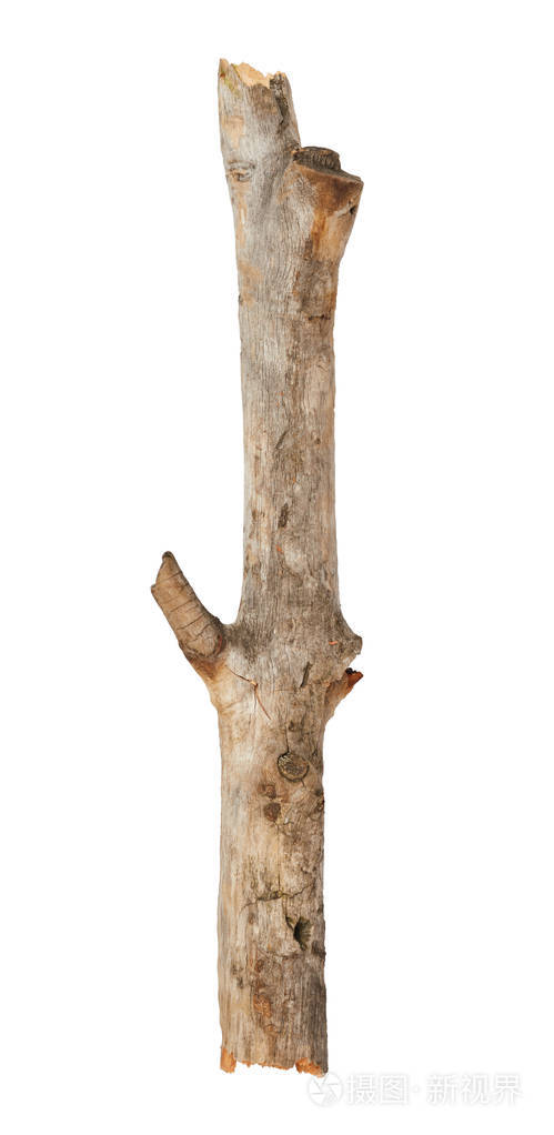 干木贴上孤立的白色背景