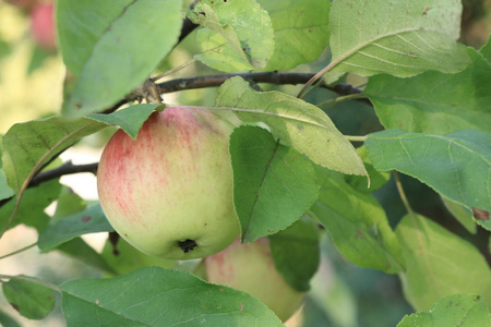 树上有苹果和梨。花园的吉斯。成熟的苹果和梨。乌克兰的性质