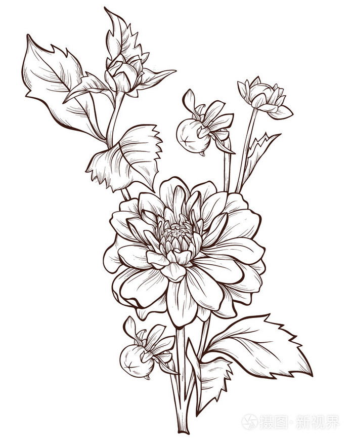 矢量花白色背景上分离.手绘的大丽花花