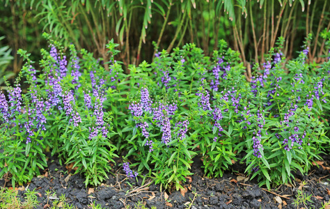 蓝色的丹参紫色的花, 观赏植物春天在花园里