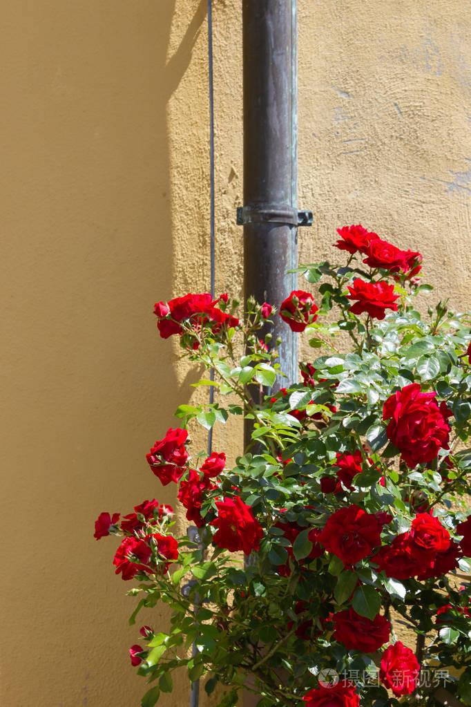德国南部历史公园黄墙上的红玫瑰