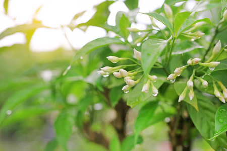 在阳光下雨滴发芽的花草图片