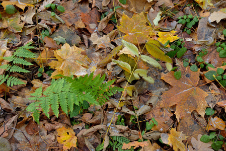 秋天的叶子与霜在地面在森林