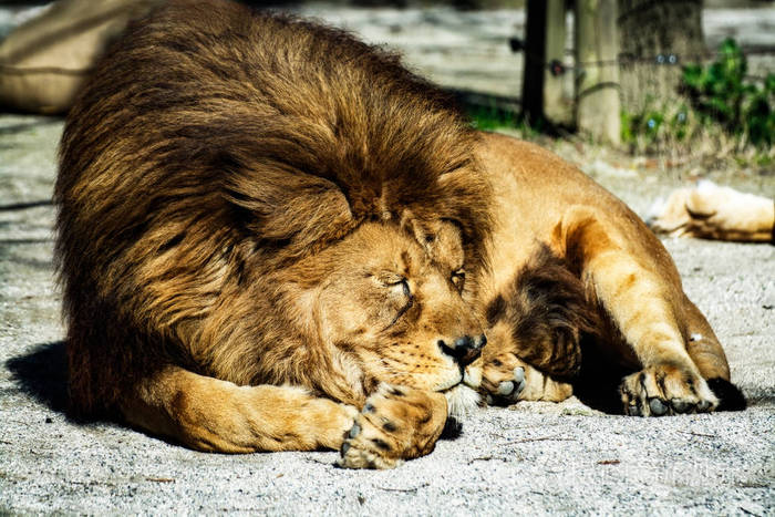 在动物园里睡觉的雄性狮子