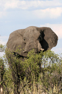 非洲大象, 保护区非洲, 隐藏在灌木丛后, 津巴布韦
