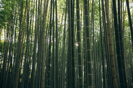 日本竹林背景与电影复古风格