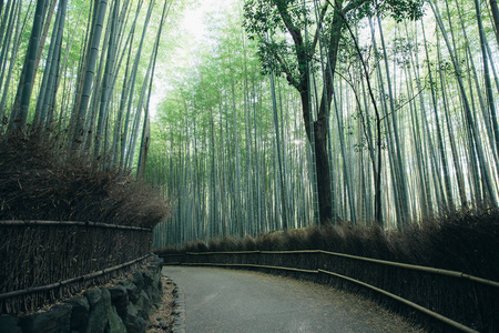 竹林走道与电影复古风格