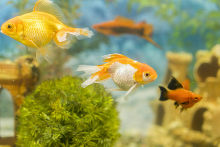 金鱼在淡水水族馆与绿色美丽种植热带。淡水水族馆的鱼与绿色美丽的热带种植