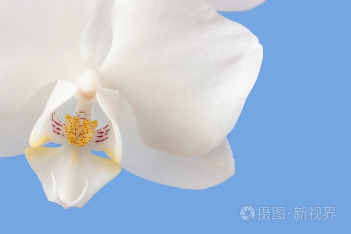 胡蝶蘭照片 正版商用图片09ls3w 摄图新视界
