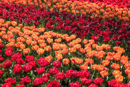 美丽的郁金香花在春天皇家库肯霍夫花园。 颜色
