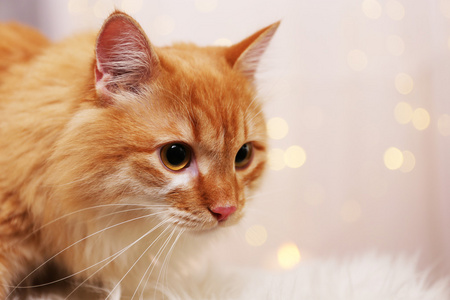 红色热猫尾巴图片