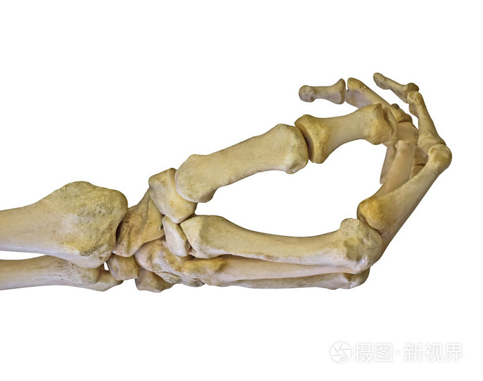 人类的手骨架上白色孤立