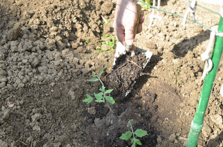 用工具在国内园林中种植有机番茄苗的春天