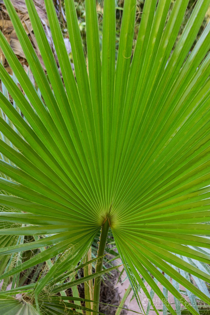 棕榈棕榈叶特写图案视图