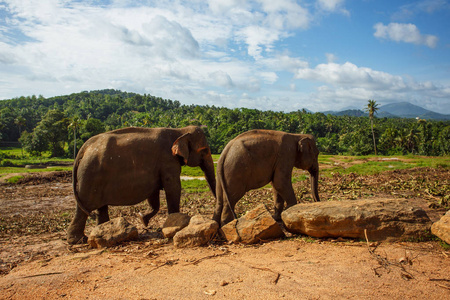 亚洲大象在明内里耶大象群在自然照片