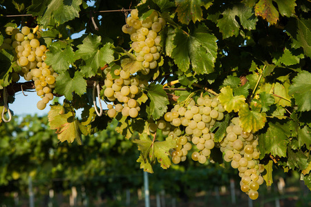 葡萄白葡萄酒的树枝和绿色的背景。葡萄园中的白葡萄