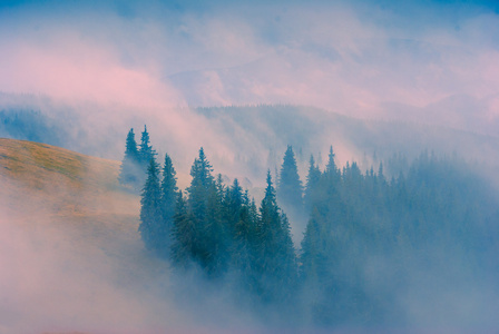 山雾气弥漫的森林图片