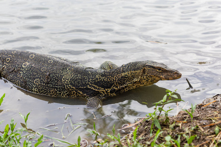 巨蜥 salvator, 通常被称为水监测或水中的普通水监测照片