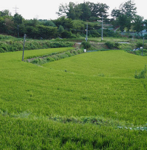 韩国清州市稻田