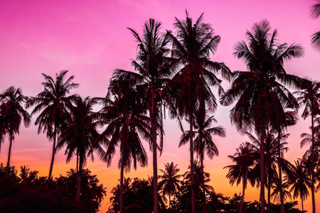 美丽的户外景观与热带自然和剪影椰子树在天空日落时间复古过滤器