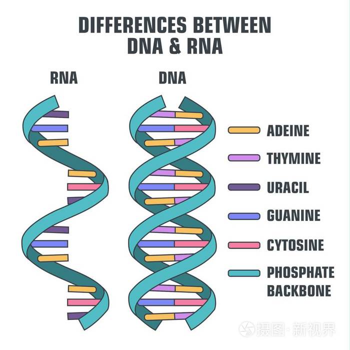 向量科学图标螺旋的dna和rnadna和rna分子结构差异的一个例证