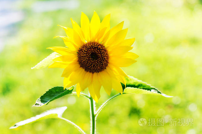 阳光明媚的夏日向日葵的花朵