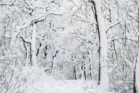 白雪皑皑的冬季风景图片